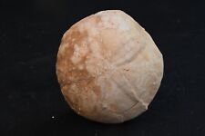 Oursin fossile Echinocorys Labriei Alicante Espagne Oligocene 97g