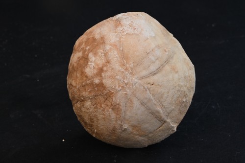Oursin fossile echinocorys - oursin,