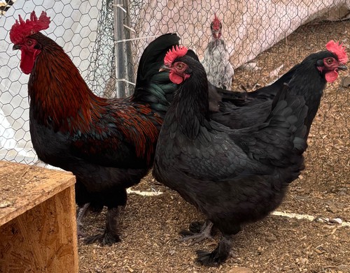Purebred french black - 12+,