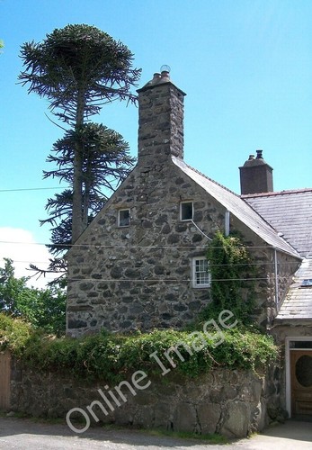 Photo 6x4 araucaria - photo,
