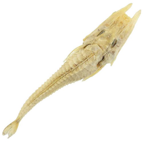 Poisson peristedion