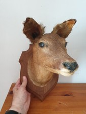 Cabinet de curiosités tête de chevreuil sur son écusson taxidermie