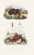 Pecari Tajacu Pekari Scarabées Poisson-Dragon Stahlstich Guerin-Meneville 1838