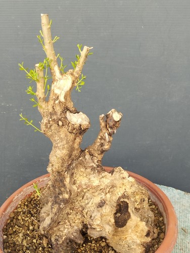 Bonsaï olivastre 20 cm - bonsaï,