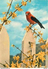 Carte Postale - Animaux -