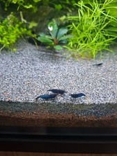 lot 10 crevettes aquarium Blue