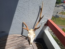 Crâne de cerf Sika ; Cervus nippon #6