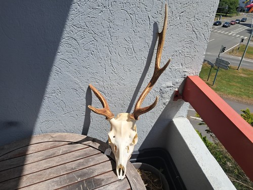 Crâne cerf sika cervus - de,