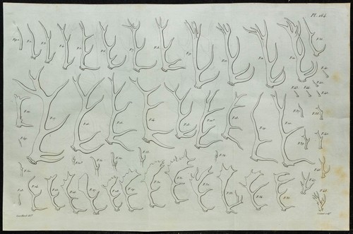 1836 bois cervidés cerf - cervidés, (cerf