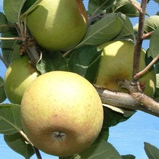 Pommier 'Clochard' * - Malus