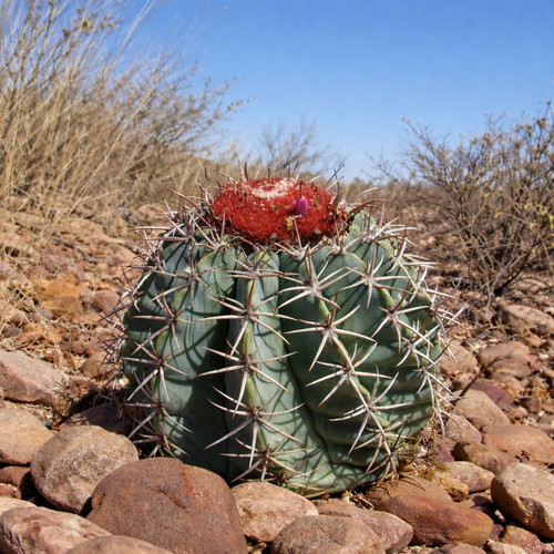 Melocactus hu515 10 seeds - melocactus, sp.
