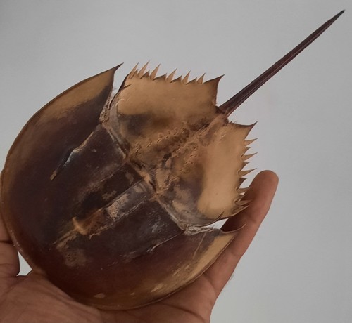 Curiosité taxidermie - curiosité,