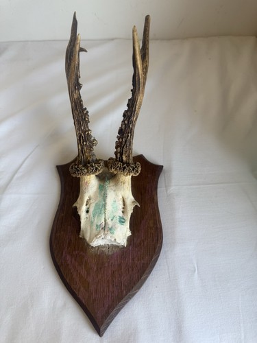 Trophée ancien bois - , de