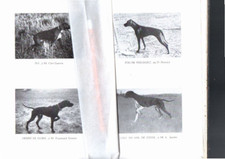 Livre ancien chien d'arret