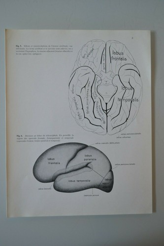 Planche anatomie humaine - d'anatomie,