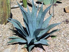 Agave americana pot 3 litres