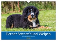 Bouvier bernois chiots -