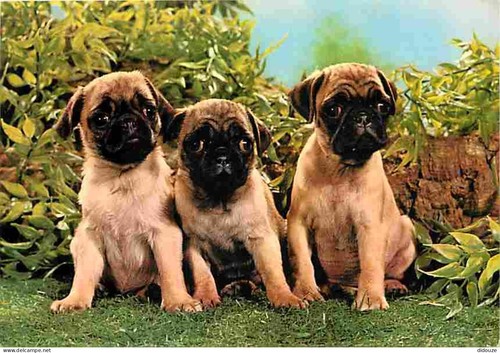 Carte postale animaux - carte,