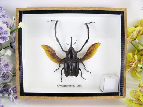 Cyrtorachelux dux beau - -,