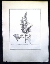Gravure botanique XVIIIe