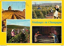 Carte Postale - Vignes -