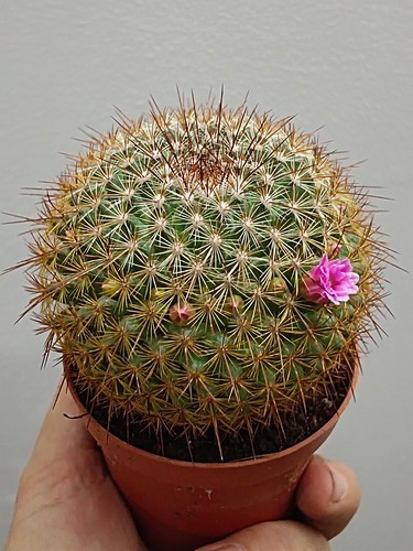 Cactus mammillaria pringlei - mammillaria,