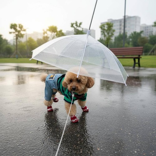 Parapluie transparent pour - parapluie,