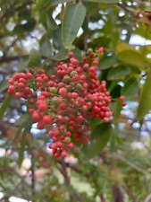 Poivre brésilien - Poivre rose - Schinus terebinthifolia - 5+ graines - F 219