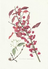 Planche 94 Histoire Naturelle Flore 2 : Fusain d'Europe