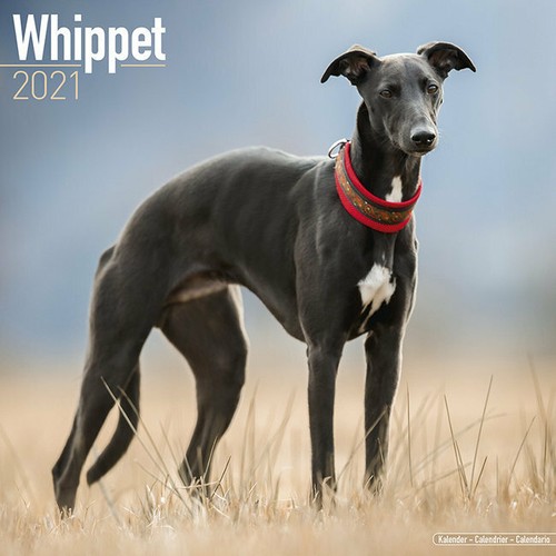 Calendrier 2021 whippet - 2021,