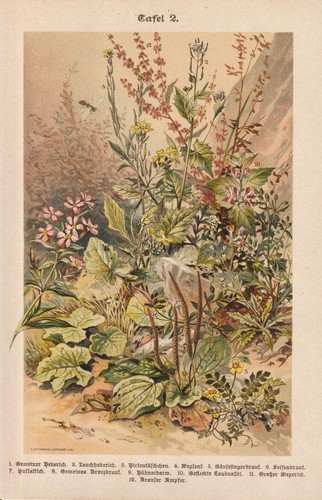 Plantes sauvages hederich - plantes,