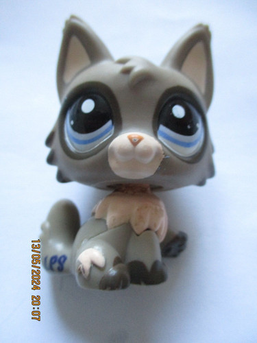 Petshop chat persan 1953 - petshop, #1953