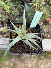 Deuterocohnia Longipetala, Rare Bromeliad, Tillandsia, Dyckia