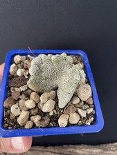 RARE!!! Cactus Caudex