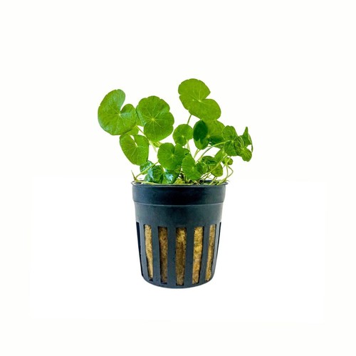 Plante aquarium hydrocotyle - plante, d'aquarium