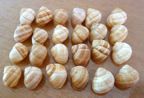 Lot coquilles - lot,