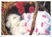 Animaux - Chiens - Bichon