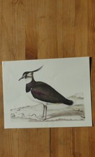 Peinture naturaliste LE VANNEAU HUPPÉ par  N.  Robert