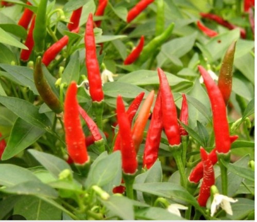 Plant piment oiseau - plant, pili