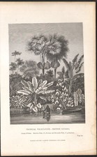 1866 Gravure originale Plantes tropicales Palmiers Guyana Botanique