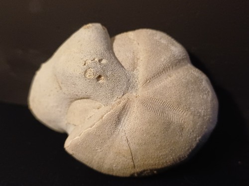 Oursin fossile micraster - oursin,