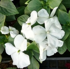 IMPATIENS  GOUTTE DE SANG