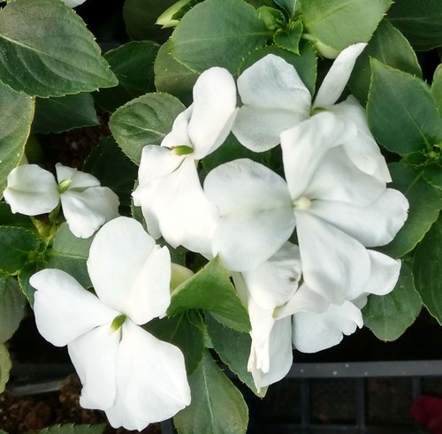 Impatiens goutte sang - goutte,
