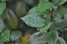 Téléobjectif Nikon Ai Nikkor