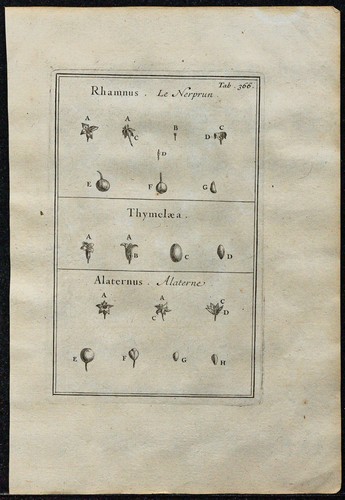 1719 nerprun thymelaea - -,