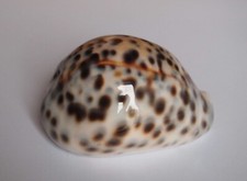 Cypraea tigris