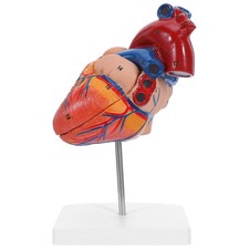 Modèle anatomique du cœur 