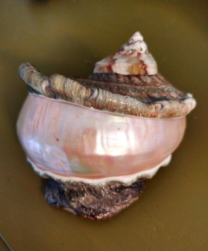 Gros coquillage nacre turbo - gros, en
