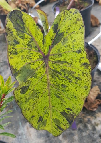 Colocasia esculenta mojito - colocasia, /