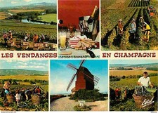 Carte Postale - Vignes -